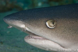 Carefule, that strobe's getting awful close to my head!  ... by Ross Gudgeon 